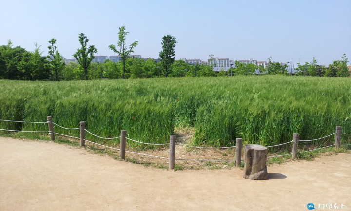 부천시, 수확한 보리로 나눔 실천