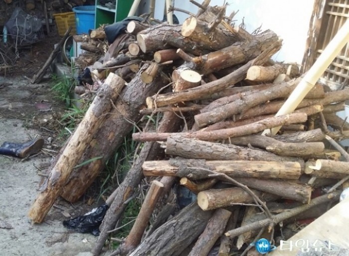 포항시 산림청 소나무류 불법이동 합동단속