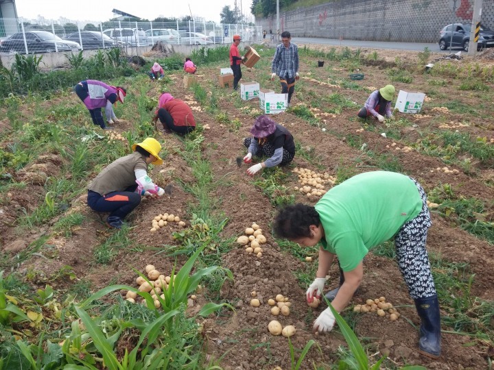 유덕동 새마을 부녀회, 직접 길러 수확한 감자 이웃과 나누기 ‘눈길’