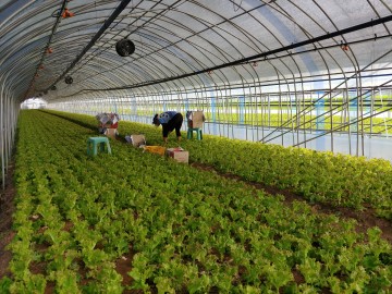 수원시, 하우스에 분무시설과 환기 팬, 차광망으로 온도 7~9℃ 낮춰 