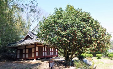 나주시, 왕곡 금사정 동백축제 5월 3일로 연기…‘구제역 예방 우선’ 