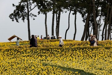 신안군, 선도 ‘섬 수선화 축제’ 개막