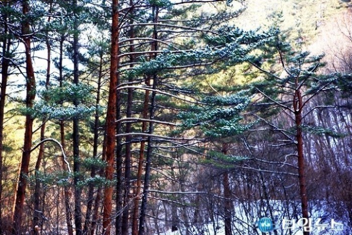 울진 낙동정맥 트레일서 “물이 옷 벗는 소릴 듣다!”