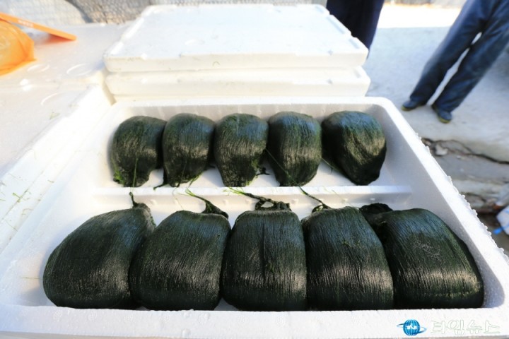 완도군, 청정바다 매생이 본격 수확