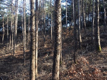 단양 산립 숲 가꾸기 사업 시작