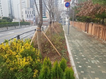 마포구, ‘도로변 유휴부지 공기 청정숲’ 조성 완료
