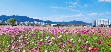 가을 코스모스 한가득, 순천 풍덕경관정원 어때요? 