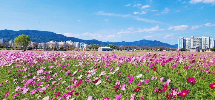 가을 코스모스 한가득, 순천 풍덕경관정원 어때요? 