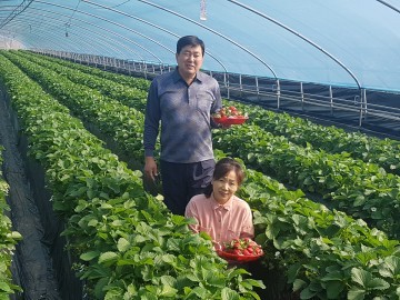  고령 딸기가 첫 수확 “새콤달콤 딸기철이 돌아왔어요”