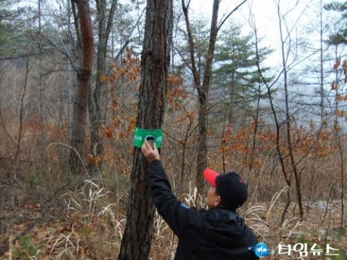 영덕국유림관리소, 소나무재선충병 총력 대응