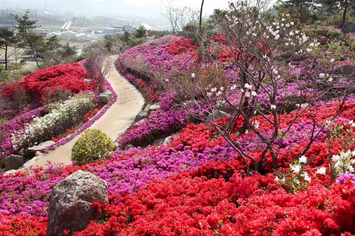 순천만정원에서 펼쳐지는 화려한 철쭉꽃 향연으로 초대