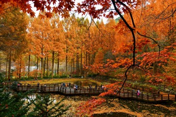 대전 장태산 자연휴양림, ‘2025-2026 한국관광 100선’ 선정