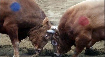 [집중취재] “진통제 맞고 사지로…” 청도 소싸움, ‘전통’인가 ‘학대’인가? 폐지론 확산