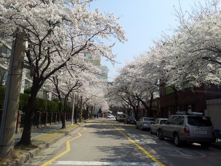 대전 서구, 11일 ‘정림동 벚꽃 축제’ 개최