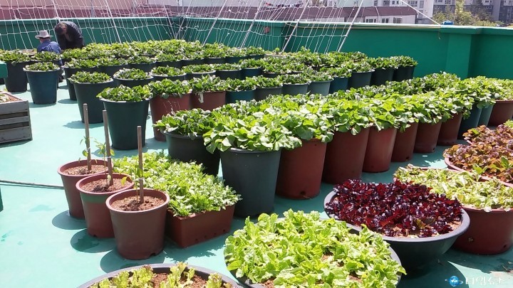 오늘 저녁은 친환경 채소 쌈 어떠세요?