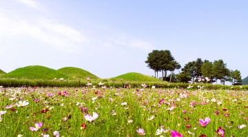 의성 조문국사적지로 코스모스 만개