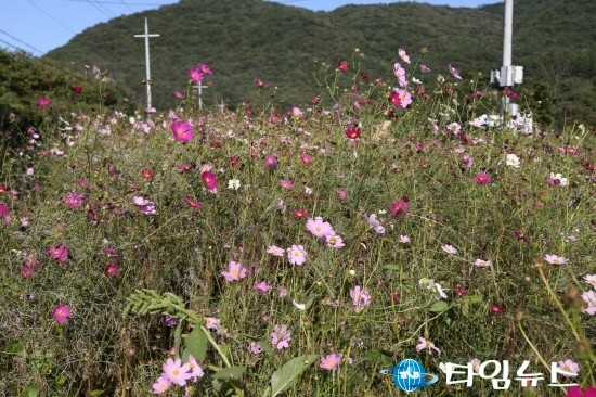 천안 알프스 북면 코스모스 활짝…
