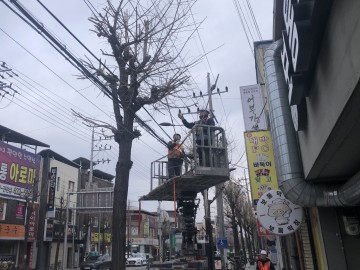영주시, 쾌적한 가로경관 위한 ‘봄맞이 가로수 정비’