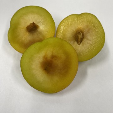 김천시, 자두 만생종 ‘추희’ 생리장해 주의