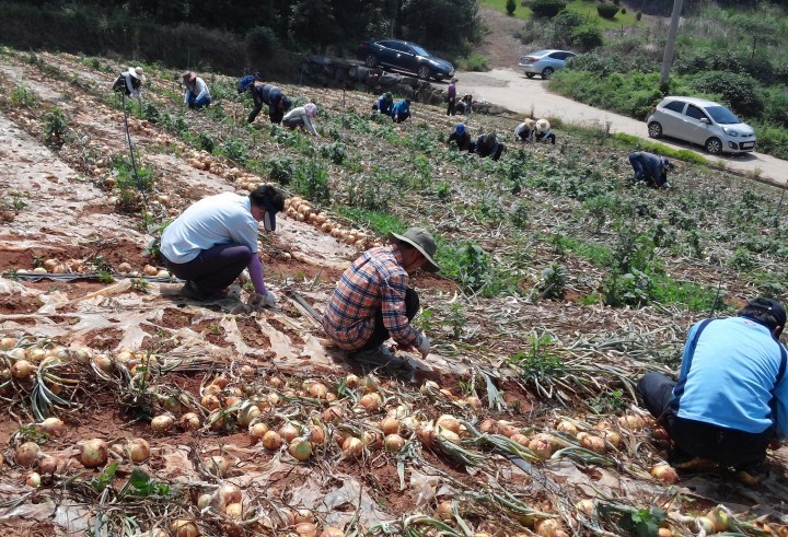 양파재배농가 농촌 일손 돕기