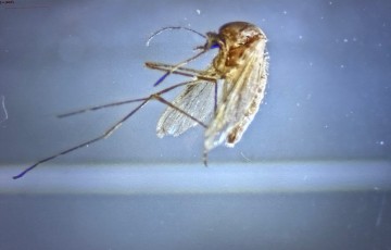 대전 한밭수목원서 ‘작은빨간집모기’ 첫 발견…8~10월 감염병 주의