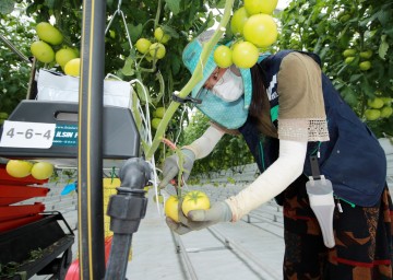 농업 첨단기술 집약체 스마트팜 온실에서 토마토 수확 성공한 태안군