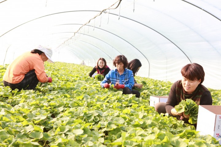논산시 양촌면, 봄 전령사 ‘양촌 머위’ 출하 한창!