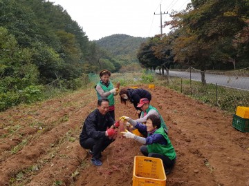 모서면 새마을지도자‘사랑의 고구마 수확’행사