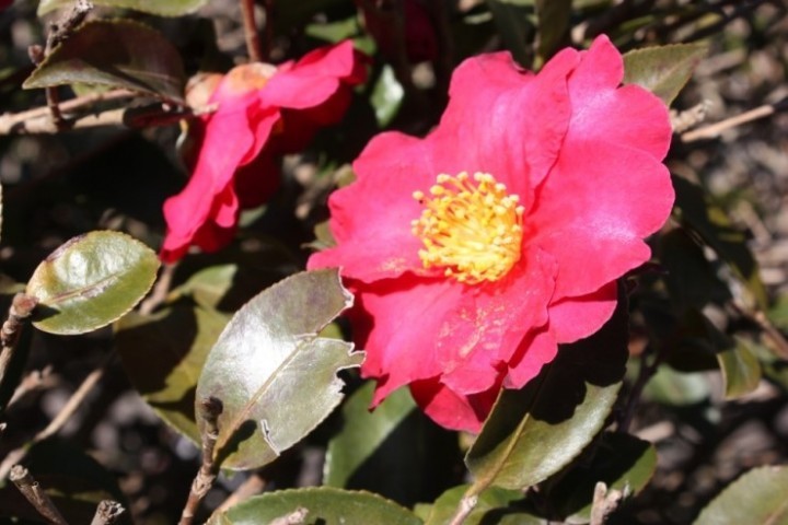 쓰시마, 겨울에 홀로 요염한 동백꽃은 12월 말~1월 중하순 절정에 달할 듯