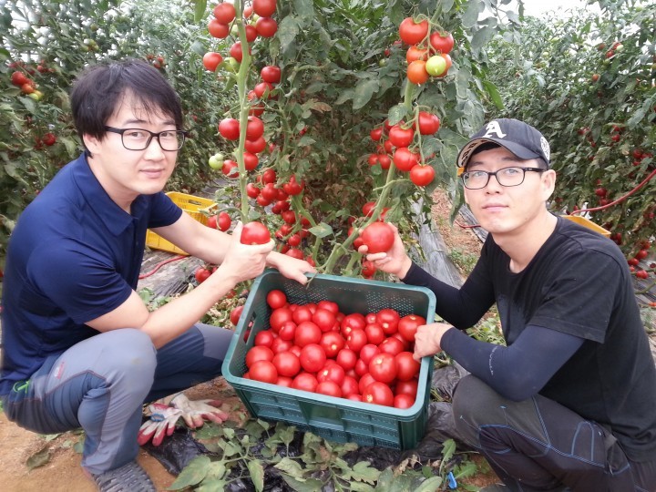 방울토마토로 귀농의 꿈을 이루다