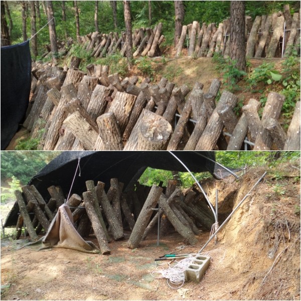 제천 금장학원 ‘산림훼손’ 버섯재배지 원상복구 나서