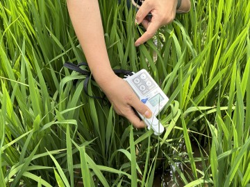 구미시, 프리미엄 영호진미 생산단지 1차 포장검사 실시