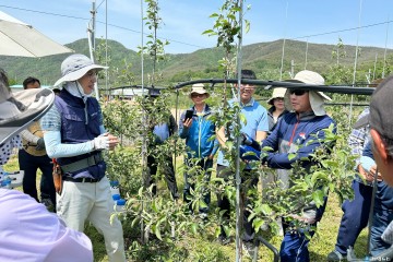 청송군농업인대학 친환경사과반,  사과 적과 현장교육 