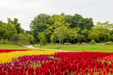 “순천만국가정원으로 꽃캉스하러 오세요"  