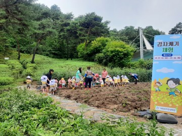 대전 동구, ‘감자캐기 체험행사’ 큰 호응 속 접수 조기마감