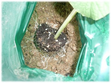 고령군, 2025년 성주참외 조수익 7천억을 위한 첫 걸음