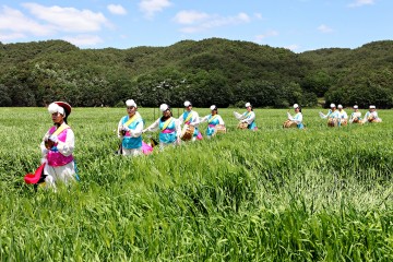 보릿고개 생각나는 안동호 섬마을 청보리밭 축제