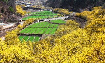 봄의 시작을 알리는 노오란 산수유 꽃‘의성 산수유 마을’