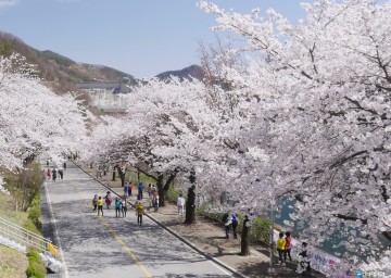 충주호 벚꽃축제 한마당