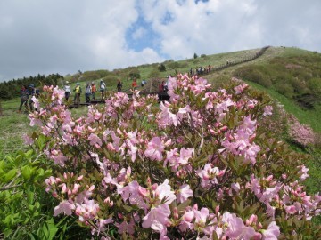 날씨좋고! 볼거리 많아! 단양소백산철쭉제 대 성황