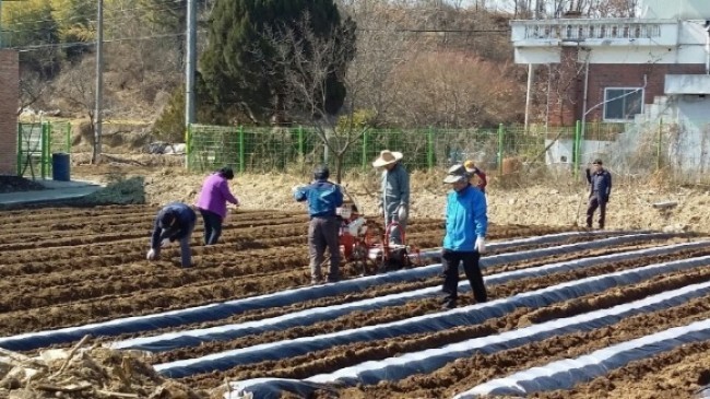 천안 수신면 주민자치위원회, 텃밭 감자심기
