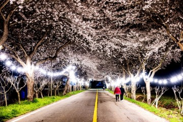 진도 운림산방, 야간 벚꽃 터널로 ‘낭만 더한다’   