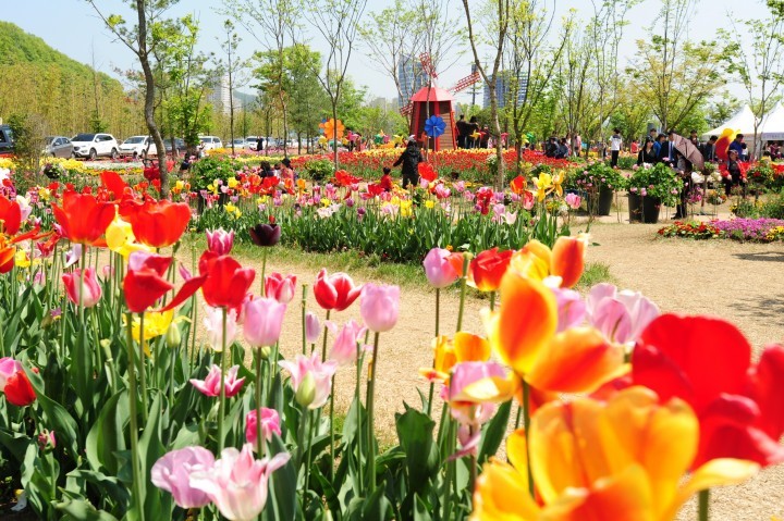 진주 봄꽃 축제 10일부터 개막.