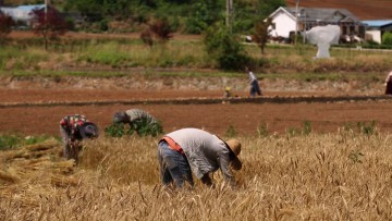 특집 다큐멘터리 “숲속무대, 만종리 밀밭극장" 방송