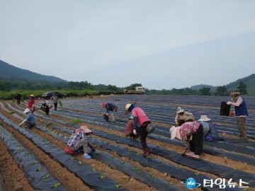 무공봉사회, 배추 농가에 생산적 일손 봉사 지원