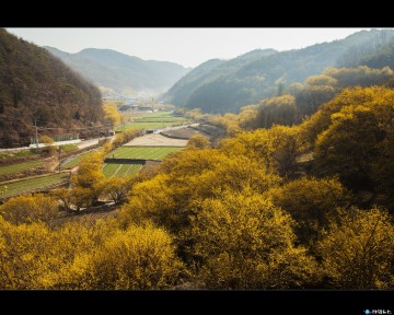 의성 산수유마을에 봄이 왔어요!