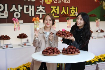 2018 보은대추축제장에서만 볼 수 있는 명품 대추