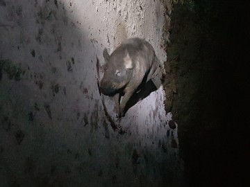 보성소방서, 벌교읍 멧돼지 1마리 출몰해 사살