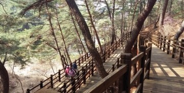  평창군 평창읍 남산 삼림욕장 무장애 나눔 길 이용률이 높아지고 있다.
