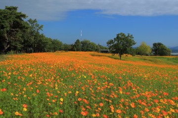 곡성군, ‘가을 정취 물씬’ 동화정원 가을꽃 만발